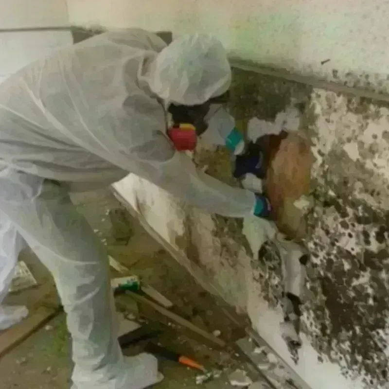 Mold Remediation and Removal in Annapolis, MD